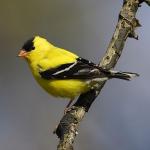 Аватар для Goldfinch
